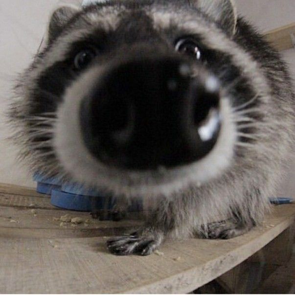 raccoon staring at you !